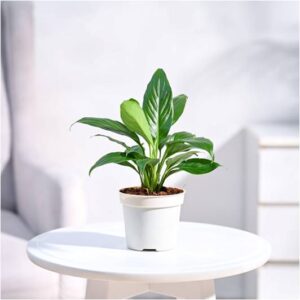 Peace Lily Plant - Green Root