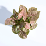 Syngonium Pink Plant 2