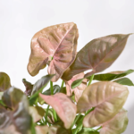Syngonium Pink Plant 3