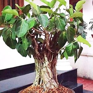 Banyan Tree Bonsai