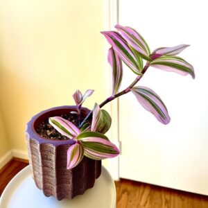 Wandering Jew Plant /Hanging Plant /Buy Indoor Plant /Green Root