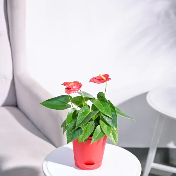 Anthurium Red Plant - Green Root