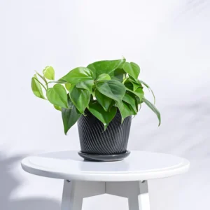 Spiro Ceramic Pot - Green Root