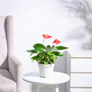Anthurium Red Plant - Green Root