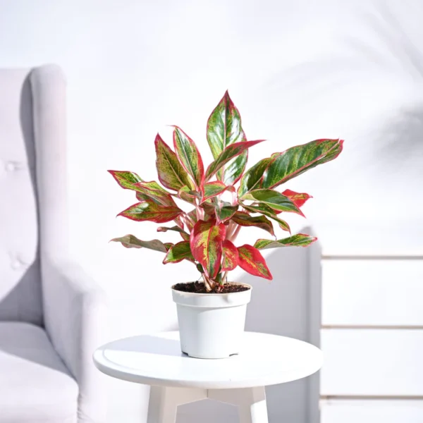 Aglaonema Red Plant - Green Root