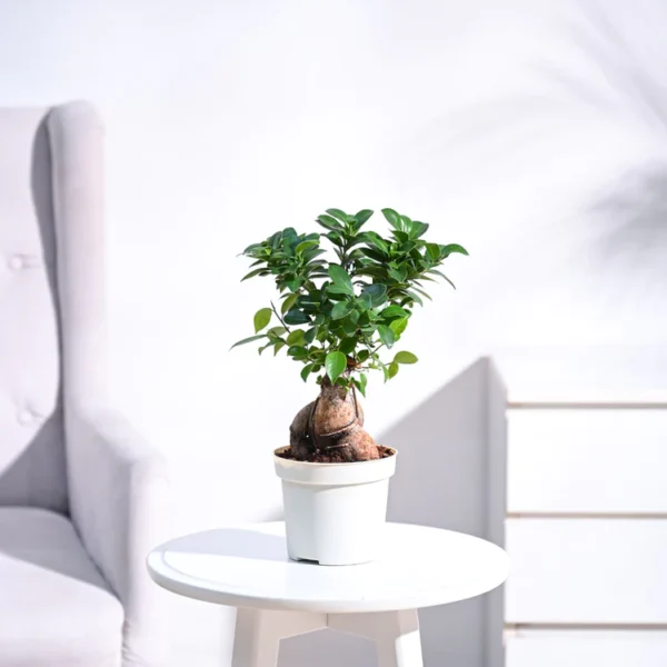 Ficus Bonsai Plants - Green Root