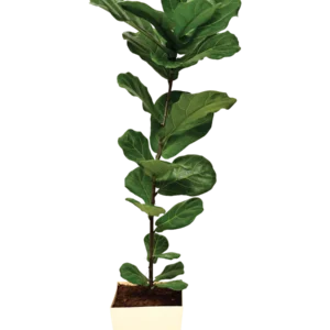 Fiddle Leaf Fig Plant - Green Root
