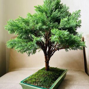silver cypress bonsai