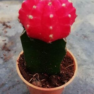 Moon Cactus-Green Root